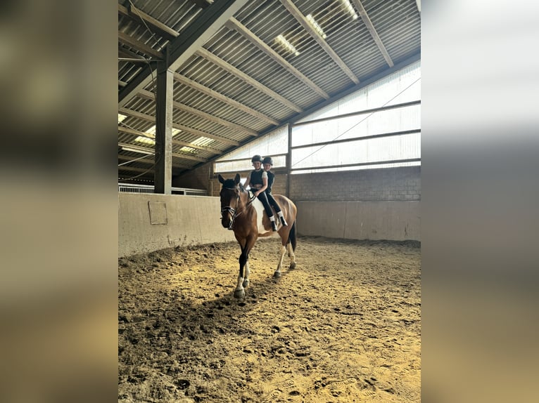 German Riding Horse Mix Mare 12 years 16,3 hh Pinto in Erkelenz