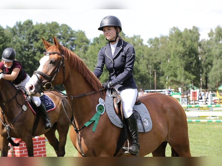 German Riding Horse Mare 12 years 16 hh Chestnut-Red in Kolkwitz