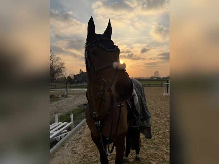 German Riding Horse Mare 12 years 16 hh in Waltrop