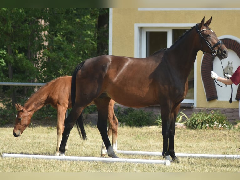 German Riding Horse Mare 12 years 16,1 hh Brown in Wörmlitz