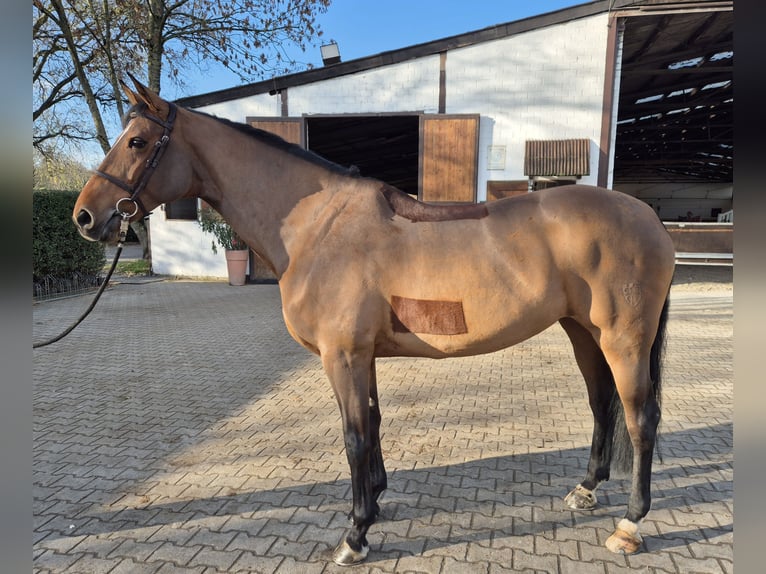 German Riding Horse Mare 12 years 16,2 hh Brown in Willich