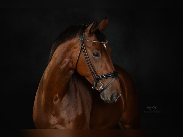 German Riding Horse Mare 12 years 17 hh Brown in Bad Soden am Taunus