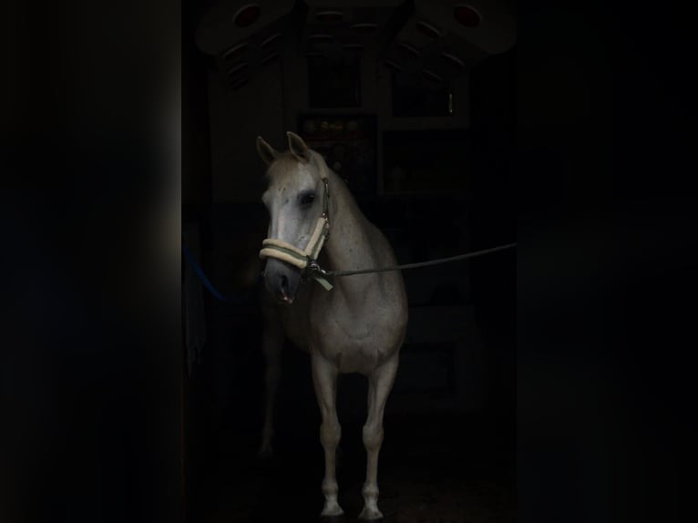 German Riding Horse Mix Mare 13 years 14,2 hh in Lemgo