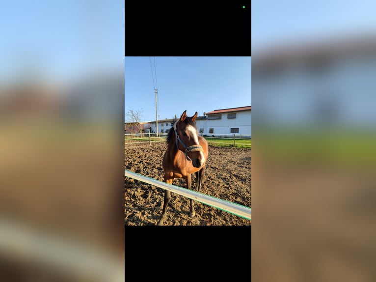German Riding Horse Mare 13 years 15,2 hh Brown in Karlsruhe