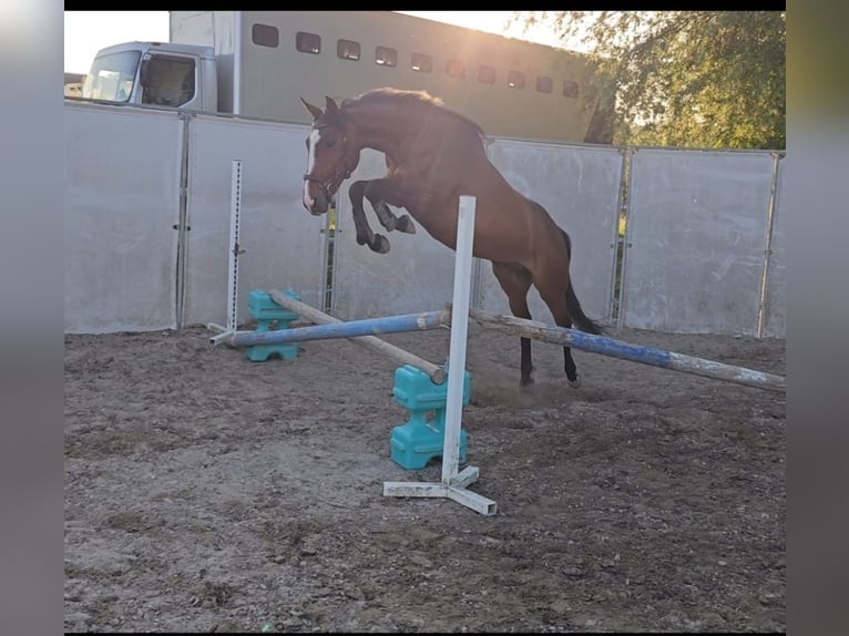 German Riding Horse Mare 13 years 15,2 hh Brown in Karlsruhe