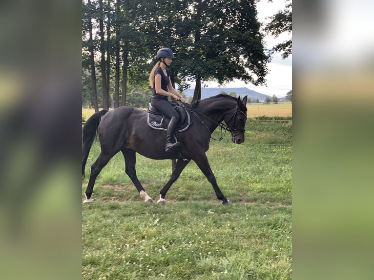 German Riding Horse Mare 13 years 15,3 hh Bay-Dark in Bleicherode