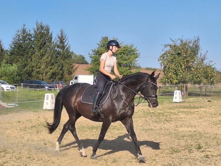 German Riding Horse Mare 13 years 15,3 hh Bay-Dark in Bleicherode