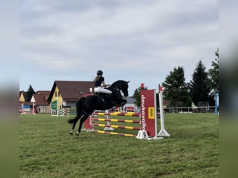 German Riding Horse Mare 13 years 15,3 hh Bay-Dark in Bleicherode