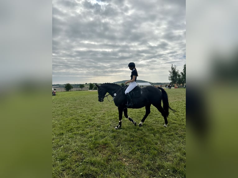 German Riding Horse Mare 13 years 15,3 hh Bay-Dark in Bleicherode