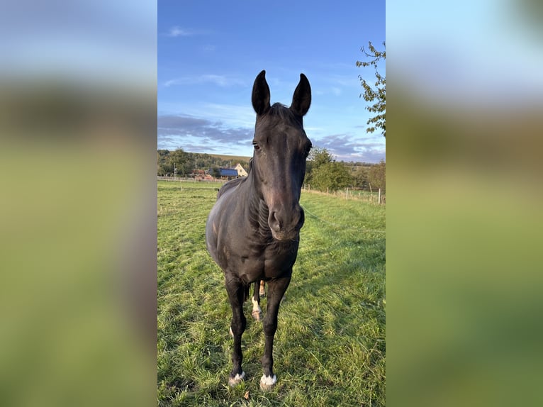 German Riding Horse Mare 13 years 15,3 hh Bay-Dark in Bleicherode