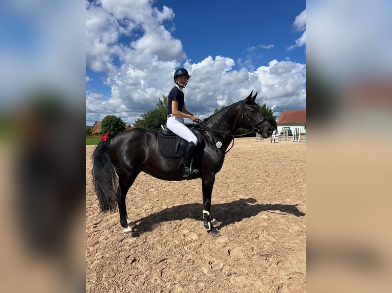 German Riding Horse Mare 13 years 15,3 hh Bay-Dark in Bleicherode