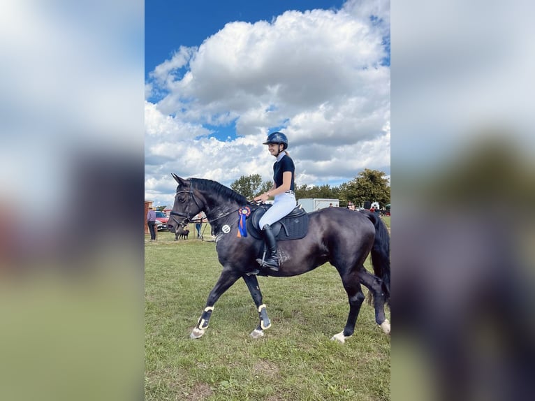 German Riding Horse Mare 13 years 15,3 hh Bay-Dark in Bleicherode