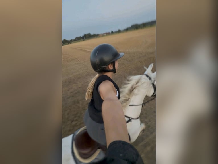 German Riding Horse Mare 13 years 15.3 hh Grey in Melle