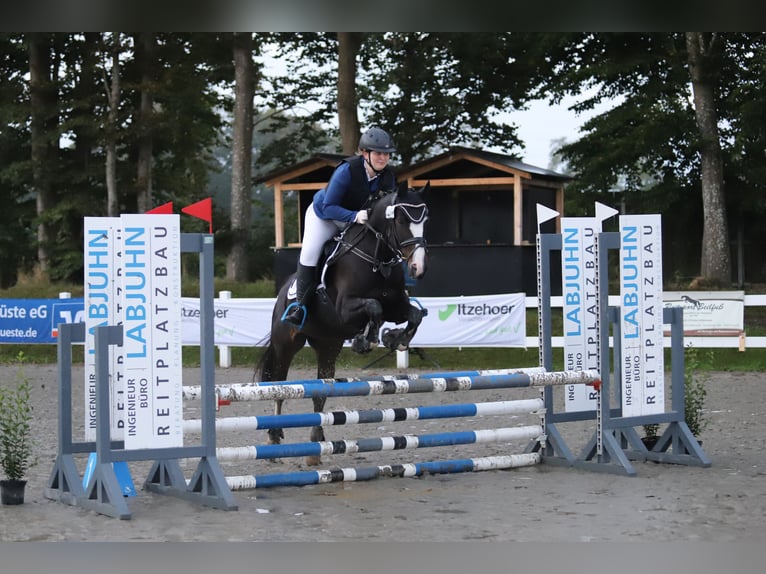 German Riding Horse Mare 13 years 15 hh Bay-Dark in Schaalby