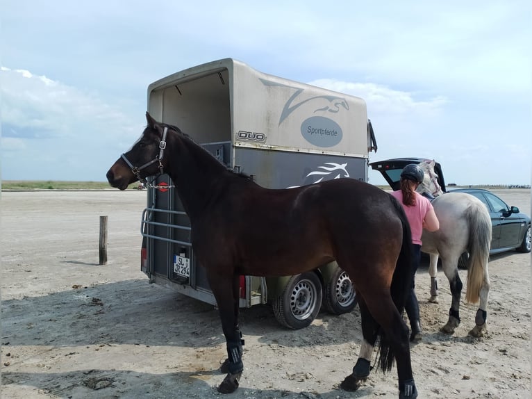 German Riding Horse Mare 13 years 15 hh Bay-Dark in Schaalby