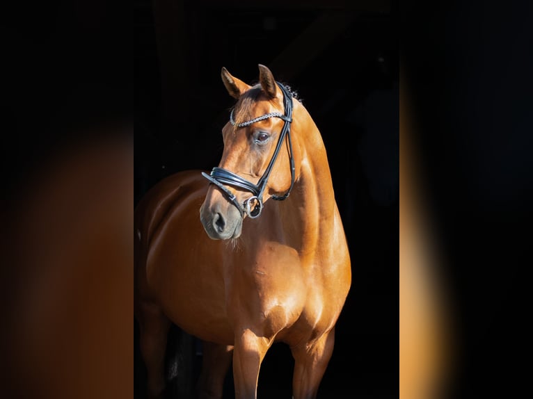 German Riding Horse Mare 13 years 15,2 hh Brown in Neumünster