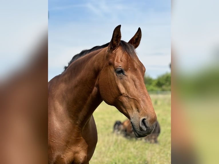 German Riding Horse Mare 13 years 15,2 hh Brown in Neumünster