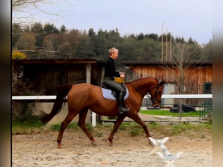 German Riding Horse Mare 13 years 16,2 hh Chestnut-Red in Lamprechtshausen