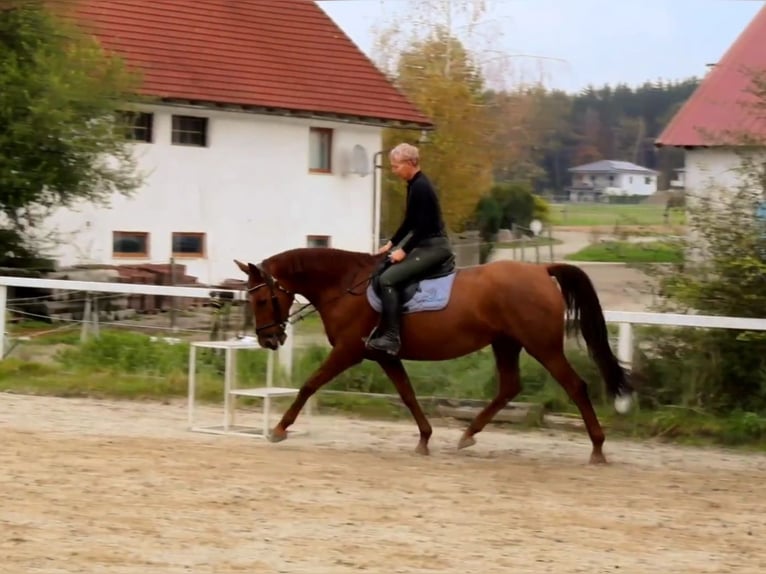 German Riding Horse Mare 13 years 16,2 hh Chestnut-Red in Lamprechtshausen