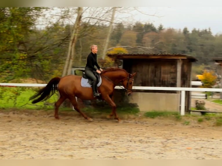 German Riding Horse Mare 13 years 16,2 hh Chestnut-Red in Lamprechtshausen