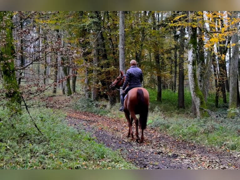 German Riding Horse Mare 13 years 16,2 hh Chestnut-Red in Lamprechtshausen