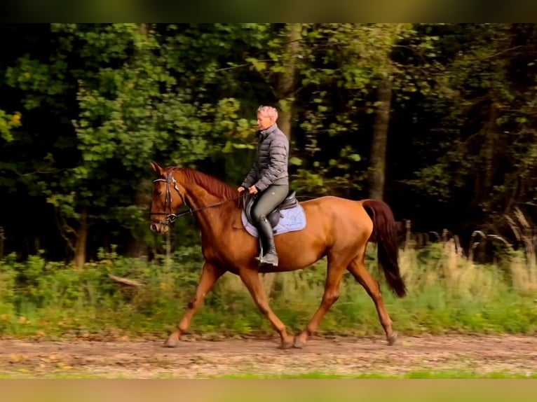 German Riding Horse Mare 13 years 16,2 hh Chestnut-Red in Lamprechtshausen