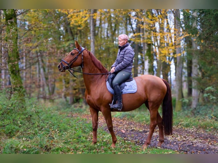 German Riding Horse Mare 13 years 16,2 hh Chestnut-Red in Lamprechtshausen