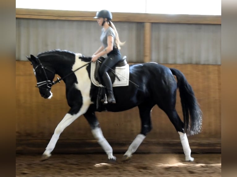 German Riding Horse Mare 13 years 16.2 hh Pinto in Fredenbeck