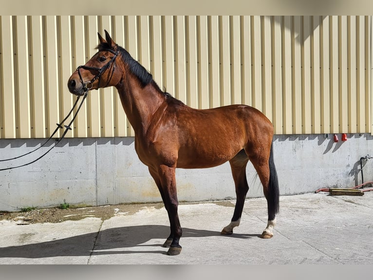 German Riding Horse Mare 13 years 16,3 hh Brown in Laupheim