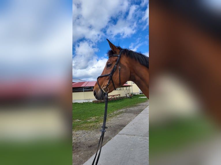 German Riding Horse Mare 13 years 16,3 hh Brown in Laupheim
