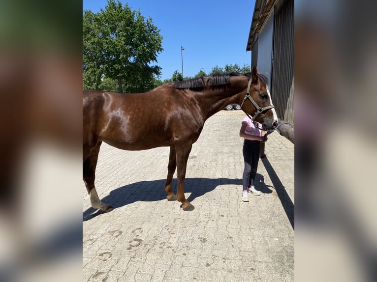 German Riding Horse Mare 13 years 16,3 hh Chestnut in Würselen
