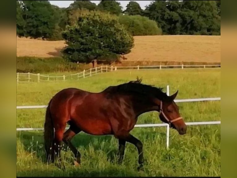 German Riding Horse Mare 13 years 16 hh Bay-Dark in Kasseedorf