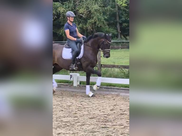 German Riding Horse Mare 13 years 16 hh Bay-Dark in Ahlen