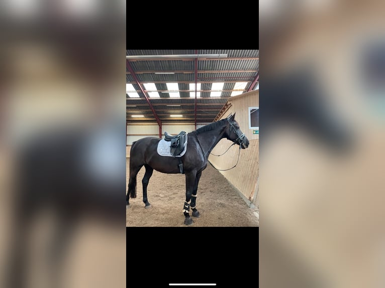 German Riding Horse Mare 13 years 16 hh Black in EmkendorfEmkendorf