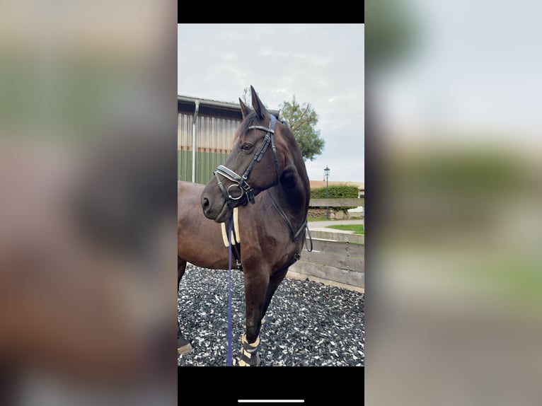 German Riding Horse Mare 13 years 16 hh Black in EmkendorfEmkendorf