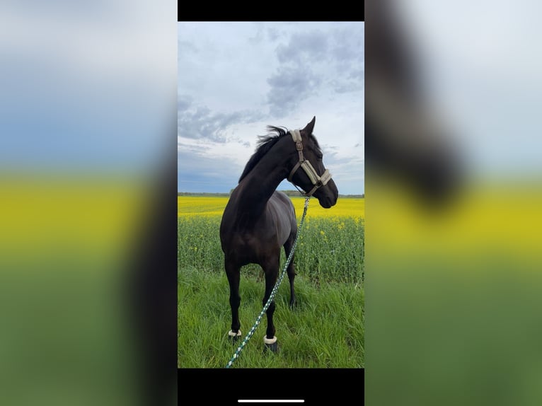 German Riding Horse Mare 13 years 16 hh Black in EmkendorfEmkendorf