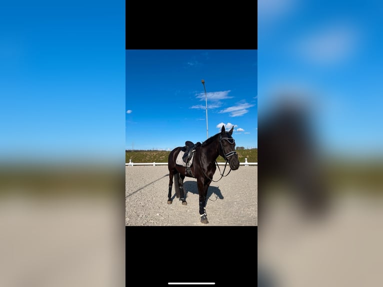 German Riding Horse Mare 13 years 16 hh Black in EmkendorfEmkendorf