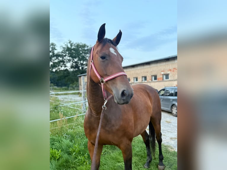 German Riding Horse Mare 13 years 16 hh Brown in Kobrow