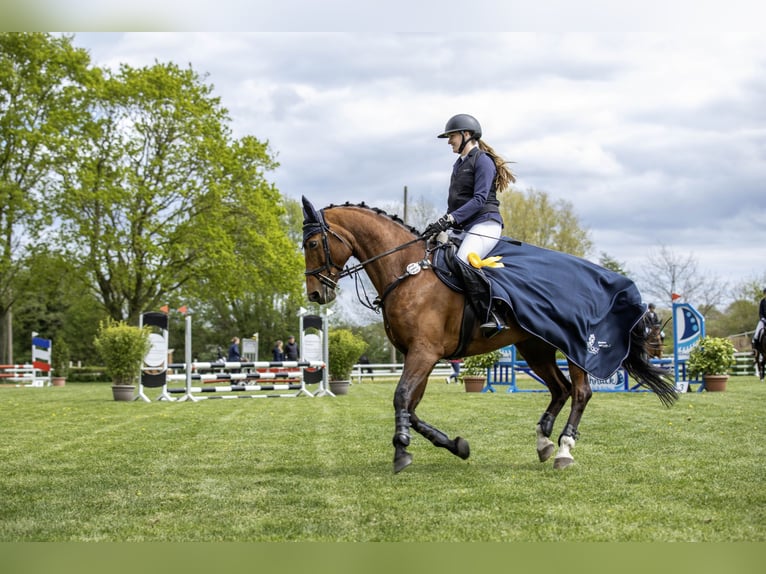 German Riding Horse Mare 13 years 16 hh Brown in Neumünster