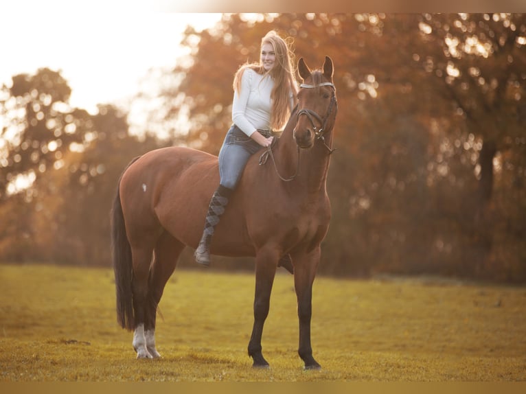 German Riding Horse Mare 13 years 16 hh Brown in Neumünster