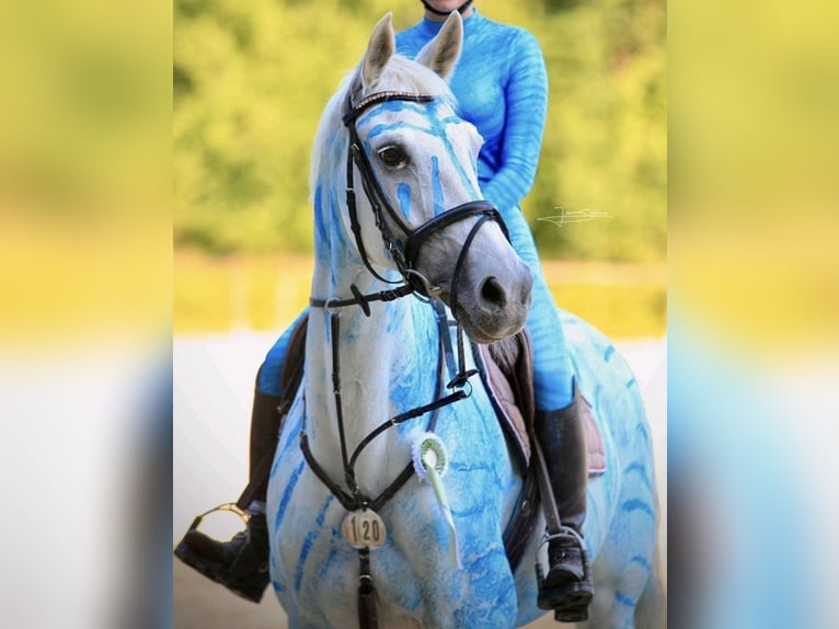 German Riding Horse Mare 13 years 16 hh Grey in Melle