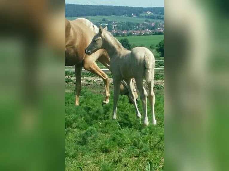 German Riding Horse Mare 13 years 16 hh Palomino in Kospoda