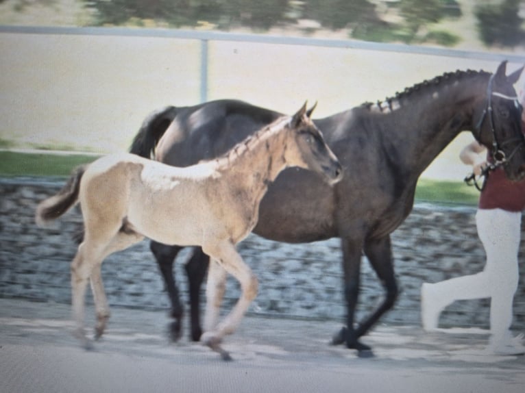 German Riding Horse Mare 13 years 16 hh Smoky-Black in Reichenschwand