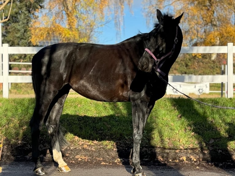 German Riding Horse Mare 13 years 17,2 hh Black in Dortmund