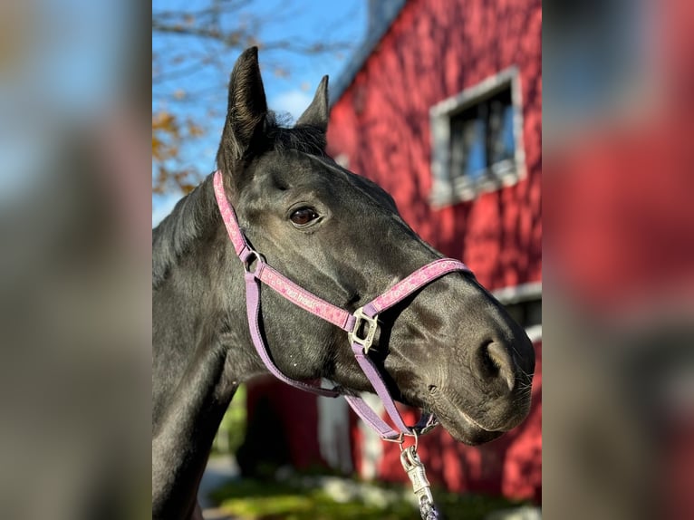 German Riding Horse Mare 13 years 17,2 hh Black in Dortmund