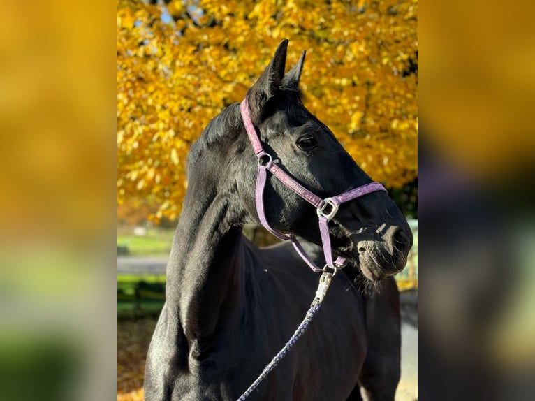 German Riding Horse Mare 13 years 17,2 hh Black in Dortmund