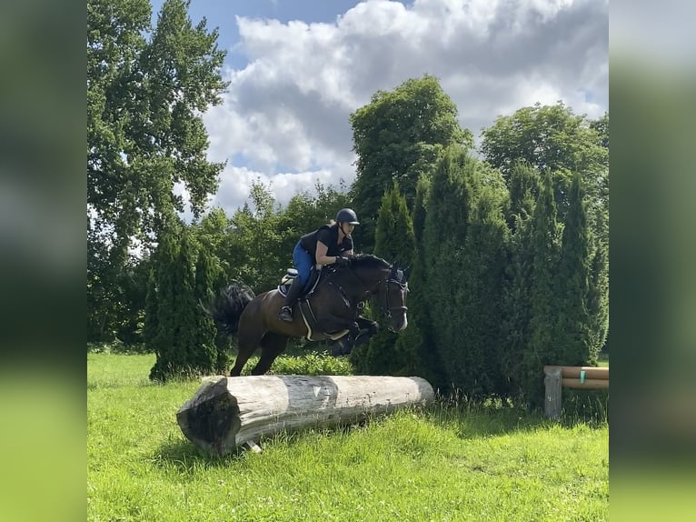 German Riding Horse Mare 13 years 17 hh Bay-Dark in Hofheim am Taunus