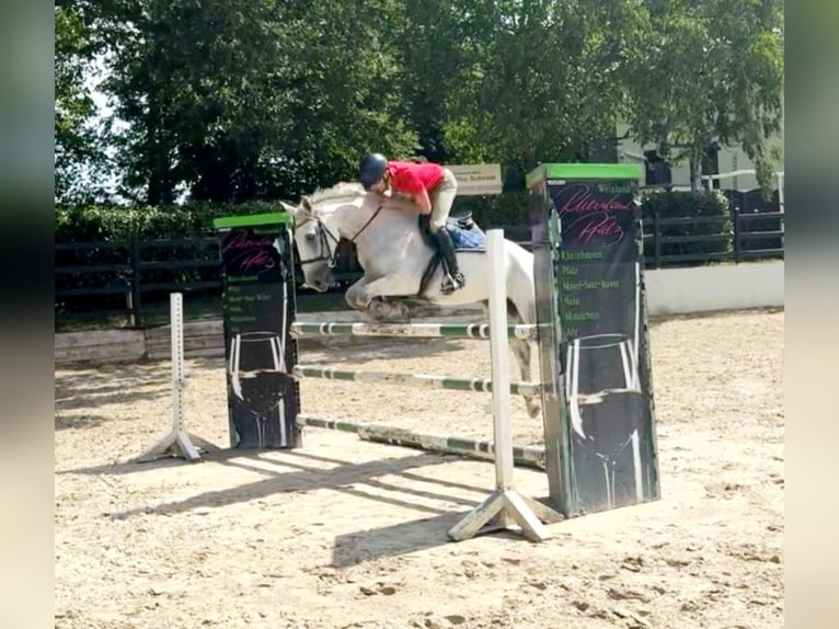German Riding Horse Mare 13 years 17 hh Grey in Hennef (Sieg)