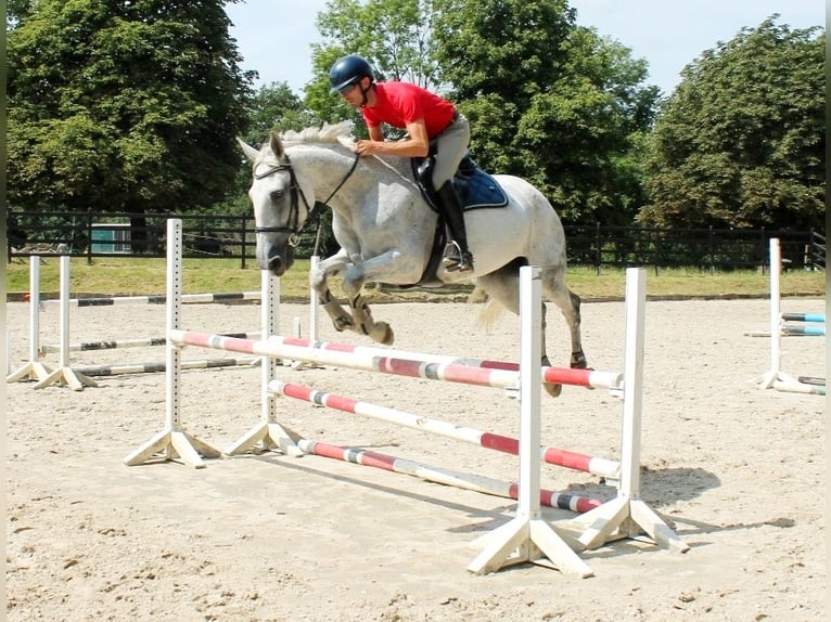German Riding Horse Mare 13 years 17 hh Grey in Hennef (Sieg)