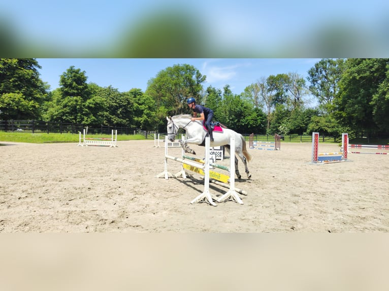 German Riding Horse Mare 13 years 17 hh Grey in Hennef (Sieg)